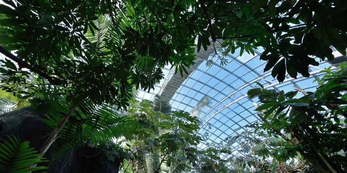 La biodiversité, tissu vivant de la planète avec Bruno David